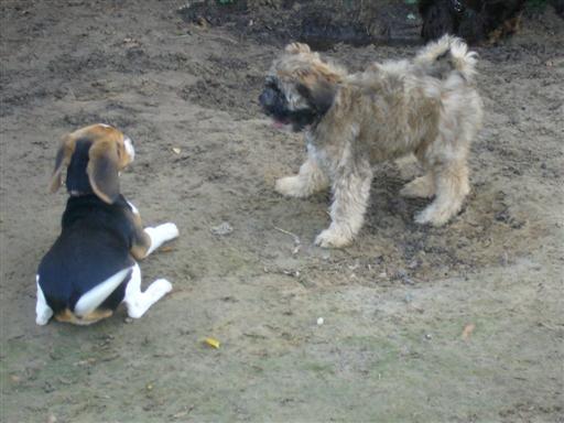 Lucy & Samson