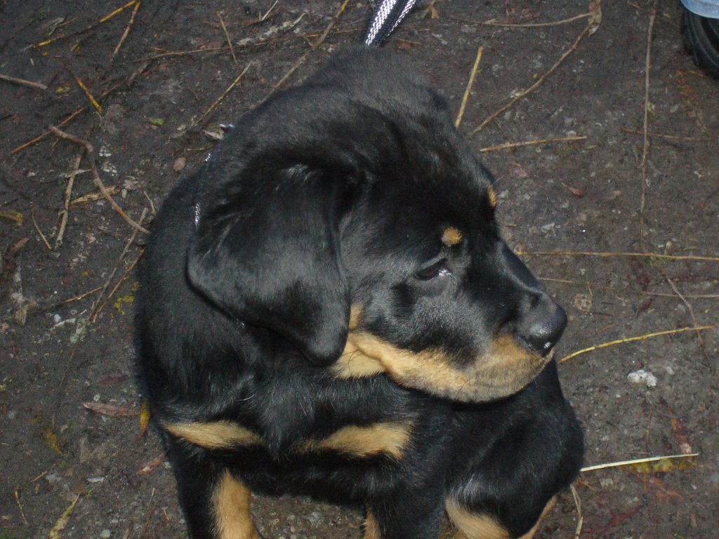 Gina