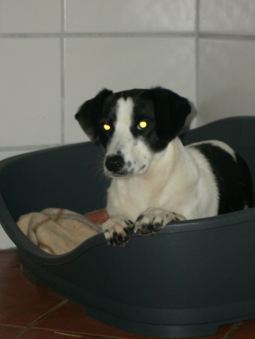 Pia