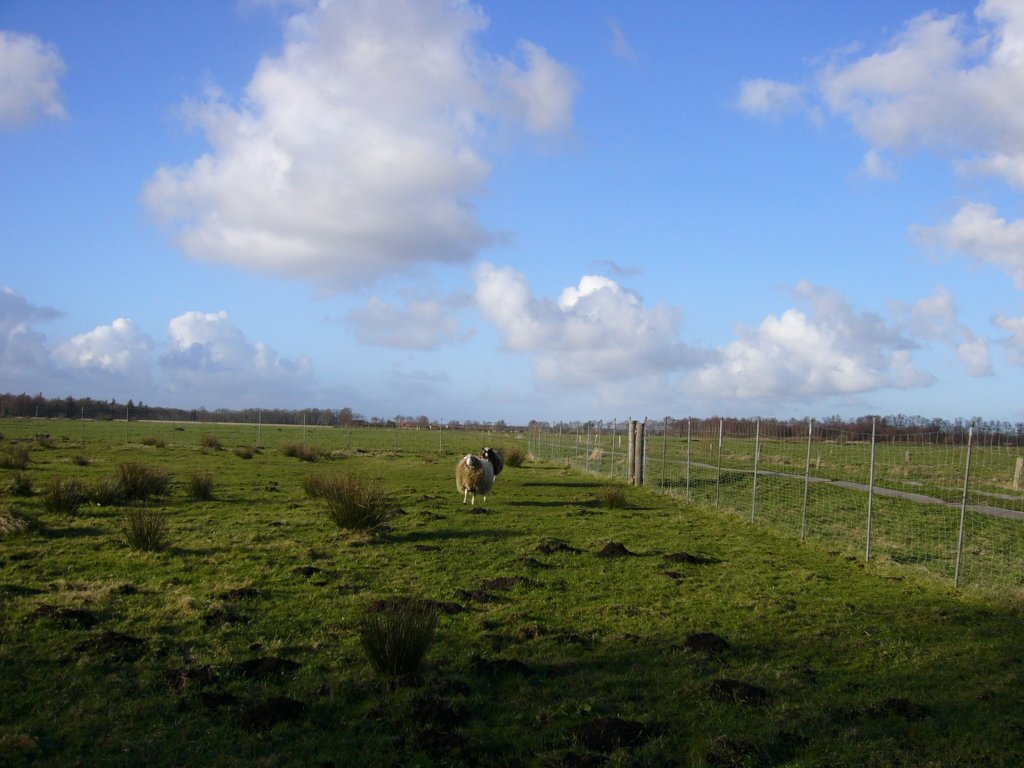 Schafskoppel